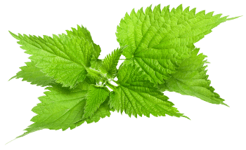 Brennnesselblattextrakt